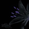 LILYUM - Nothing Is Mine - CD