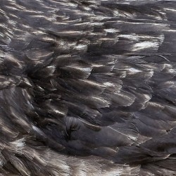 ÁRSTÍĐIR - Árstíđir - DIGI CD