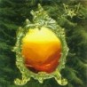 SUMMONING - Lost Tales - MCD