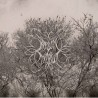 BEHEAT GORUM DE MENTHEURD - The Frostbitten Path - DIGI CD